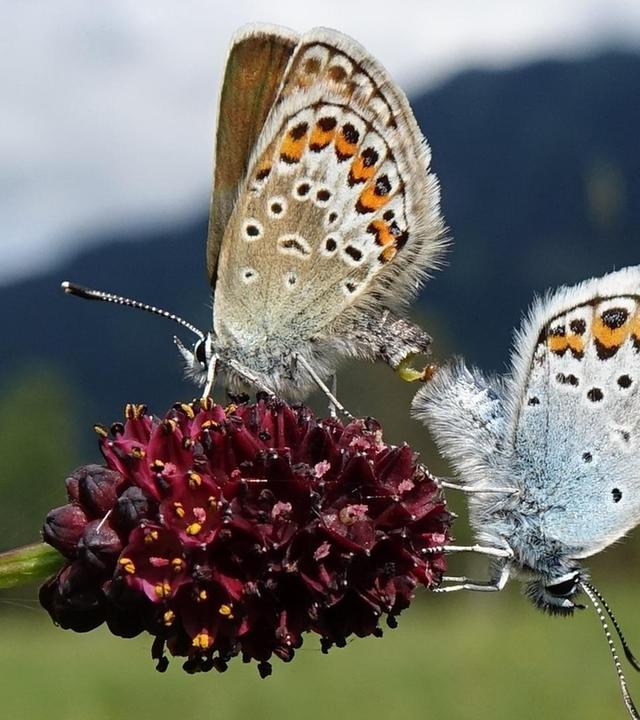 Unersetzlich und bedroht · Unsere Insekten