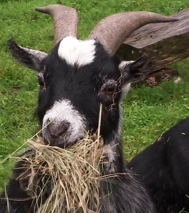 Unser Dorf hat Wochenende: Dähre