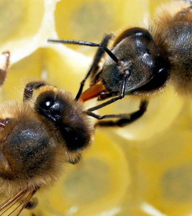 Unsere Bienen - Rettung in Sicht?