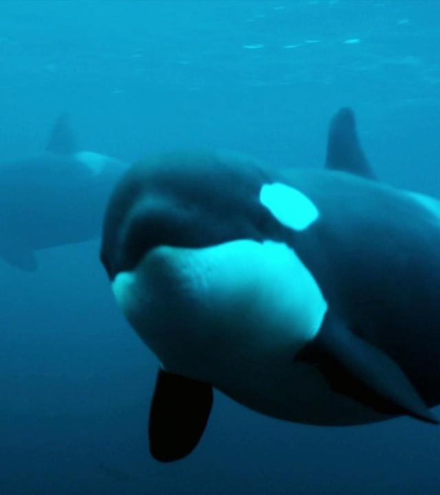 Unsere Meere - Naturwunder Nordsee