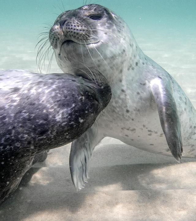 Unsere Meere - Naturwunder Ostsee