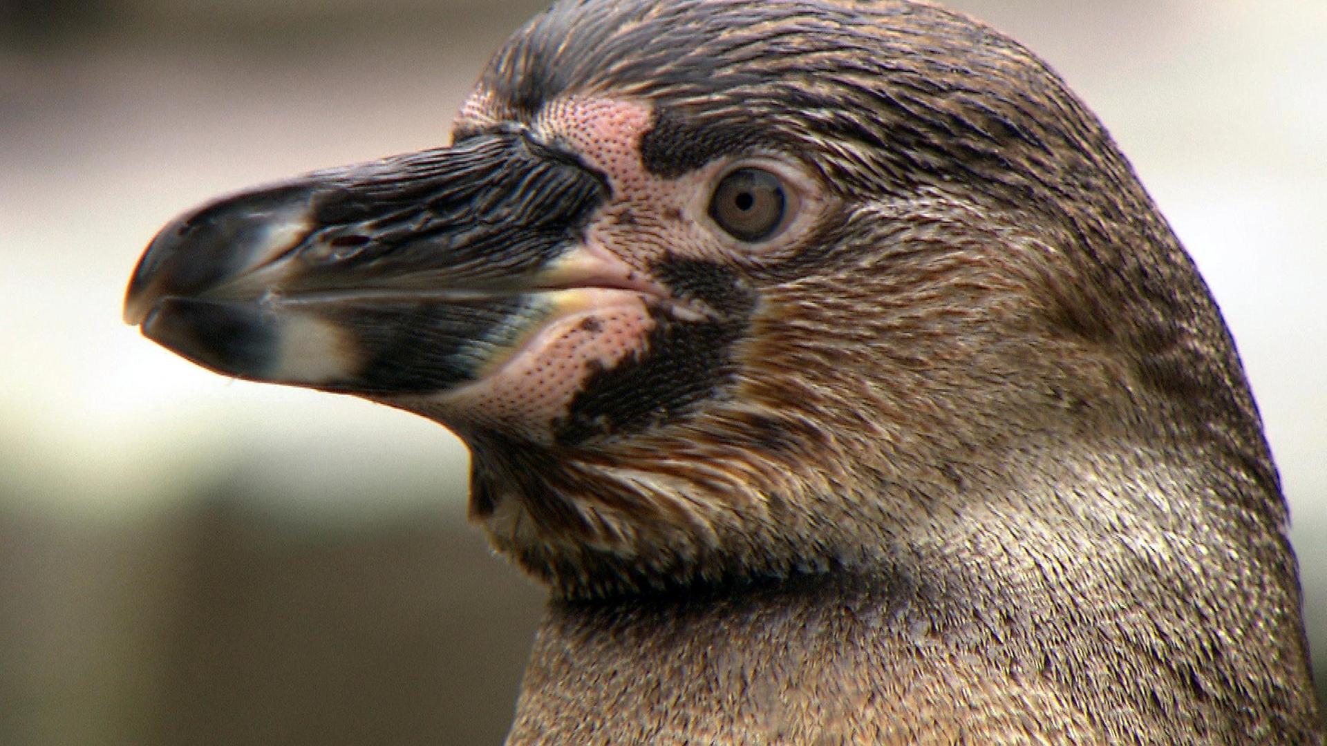 Unterwegs mit Hagenbecks Tierarzt
