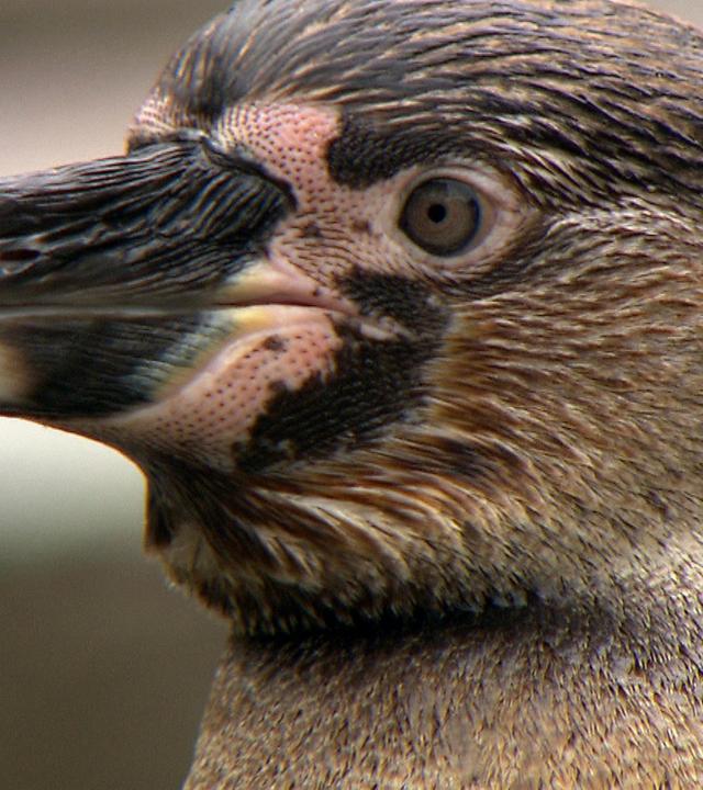 Unterwegs mit Hagenbecks Tierarzt