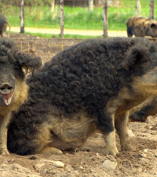 Vergessener Schatz – Die Rettung der Nutztiere