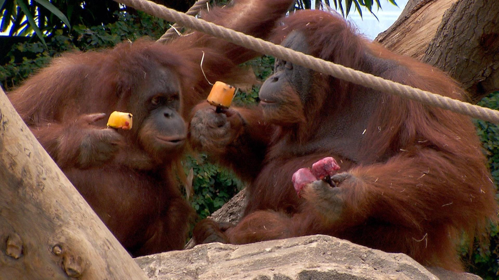 Verhandlung im Orang-Utan-Haus