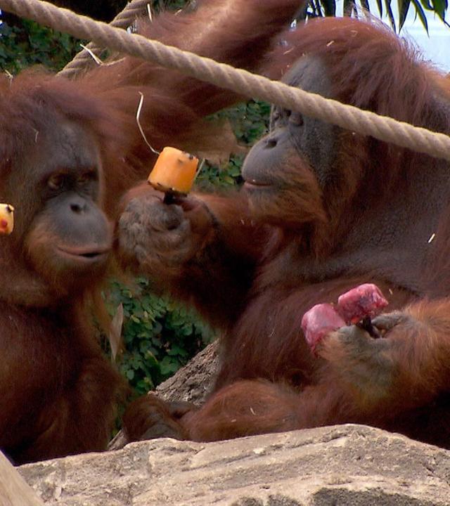 Verhandlung im Orang-Utan-Haus
