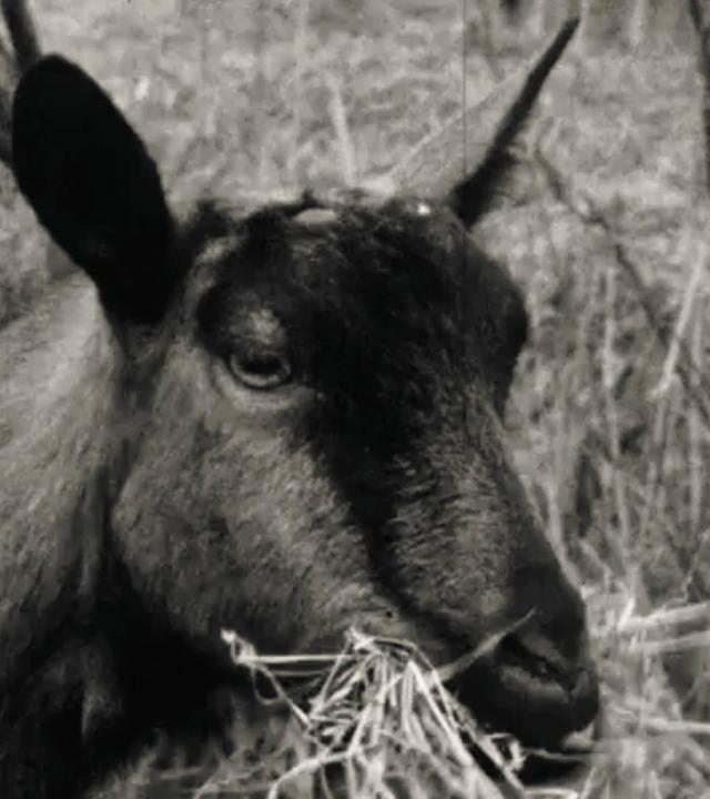 Vierbeiniger Darsteller für die Premiere