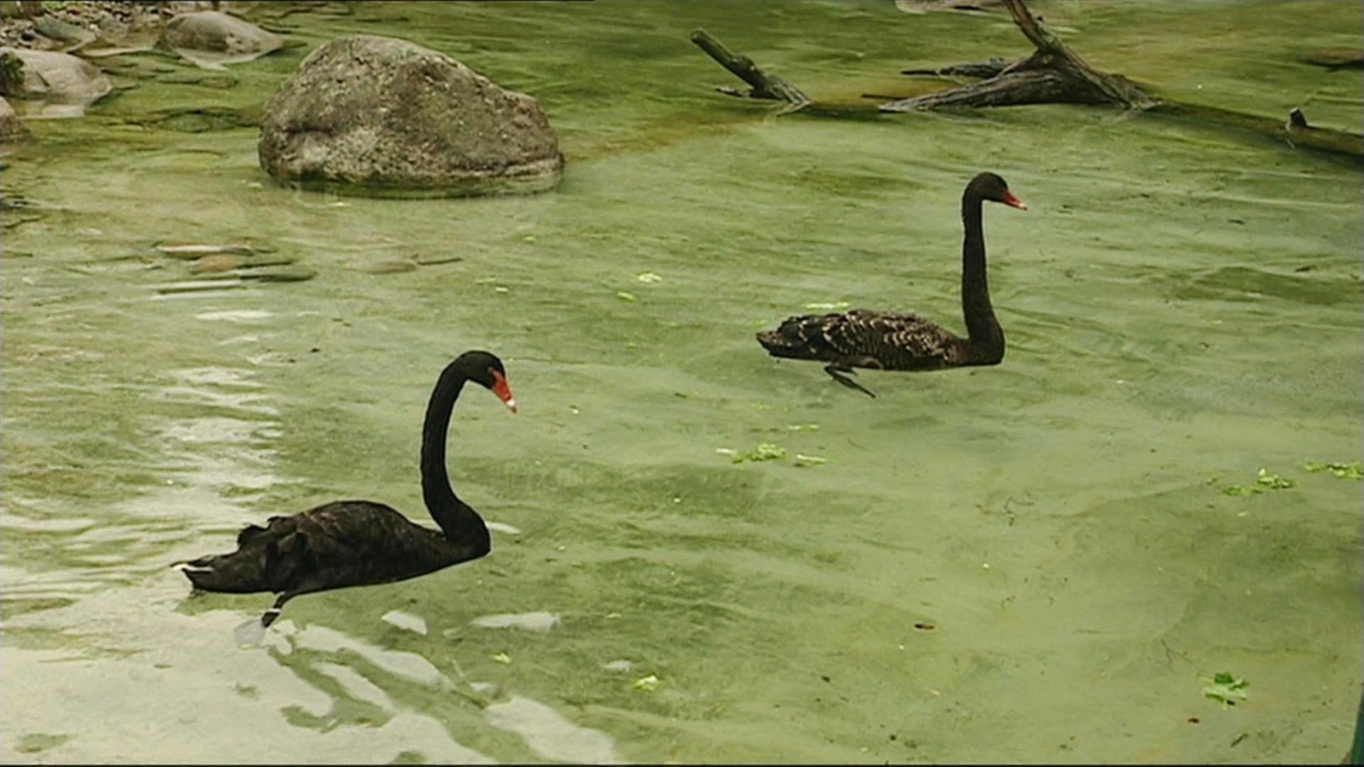 Volker Friedrich und sein lieber Schwan