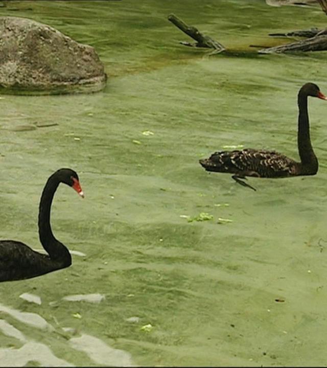Volker Friedrich und sein lieber Schwan
