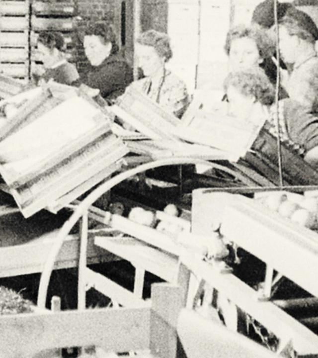 Vom Baum bis zum Markt: Apfelernte 1955 (stumm)