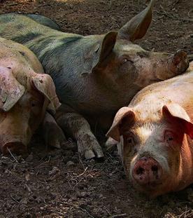 Vom Leben der Schweine