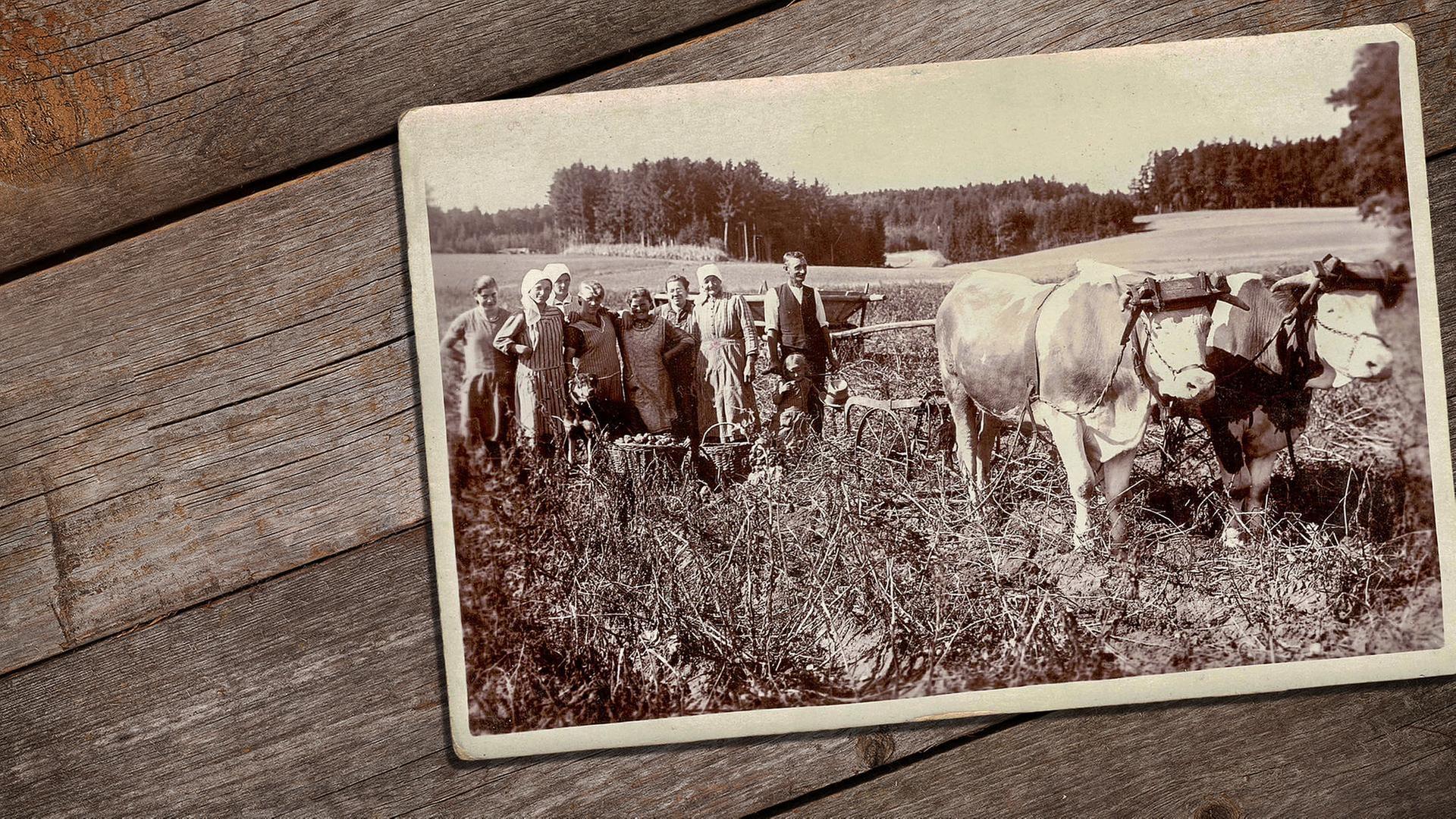 Vom Mangel zum Überschuss: Landwirtschaft 1920-1960 (1/3)