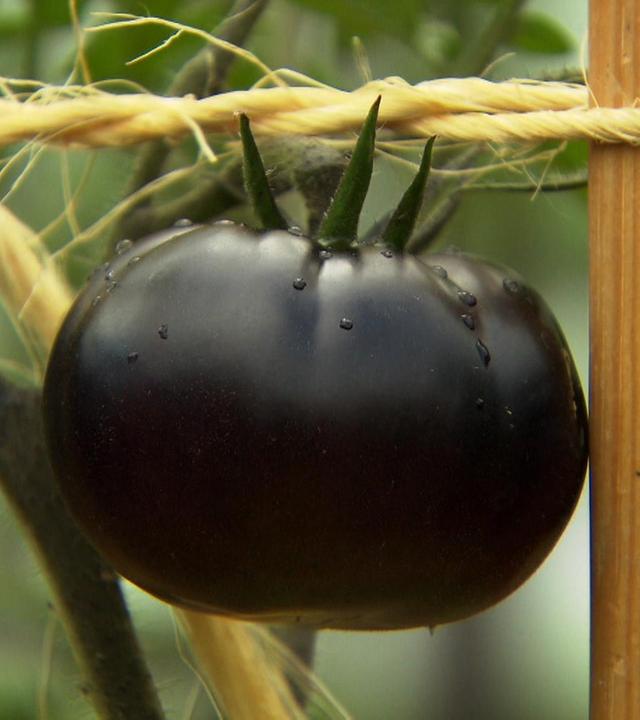 Von der Vielfalt alter Gemüsesorten