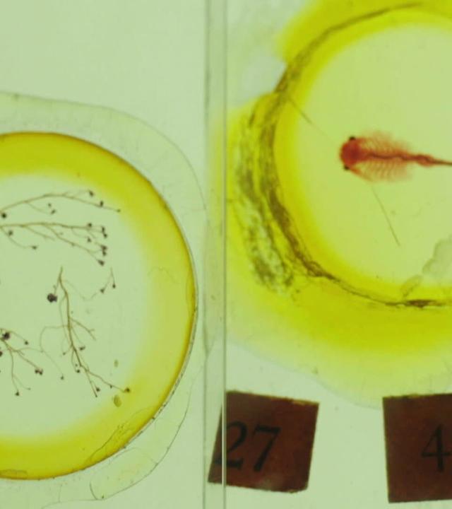 Vorfahre Null - Die Suche nach dem Ursprung des Lebens