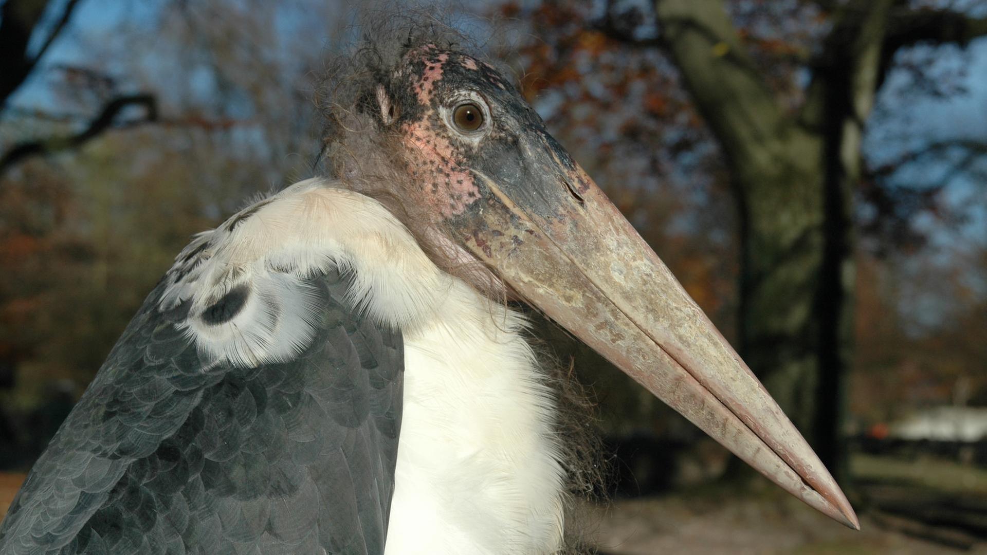 Vorsicht Paparazzi (F. 131)