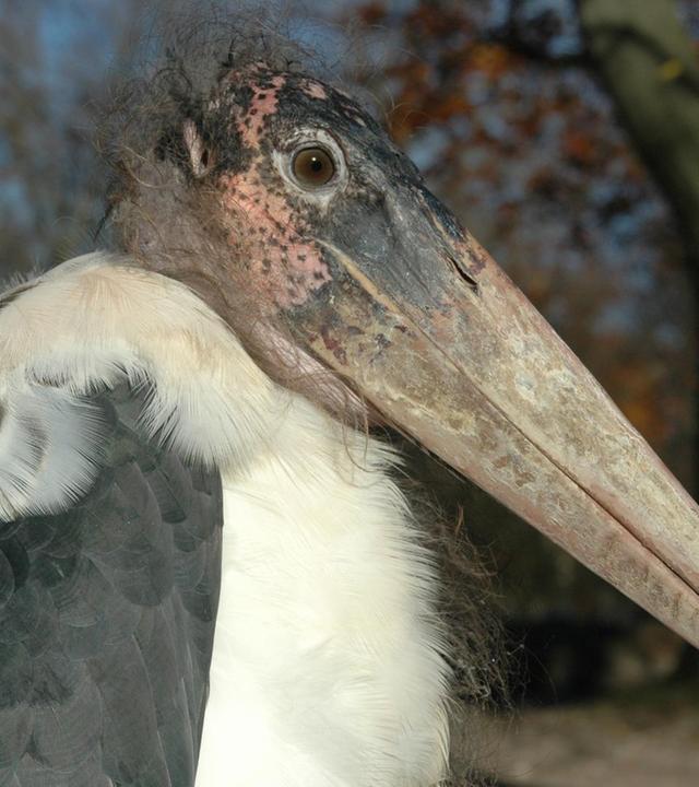 Vorsicht Paparazzi (F. 131)