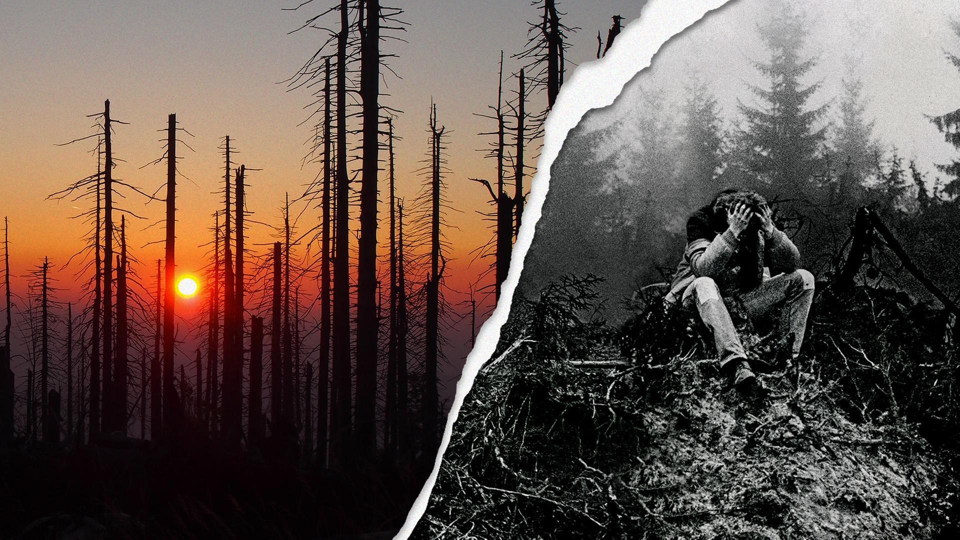 Wann stirbt der deutsche Wald?