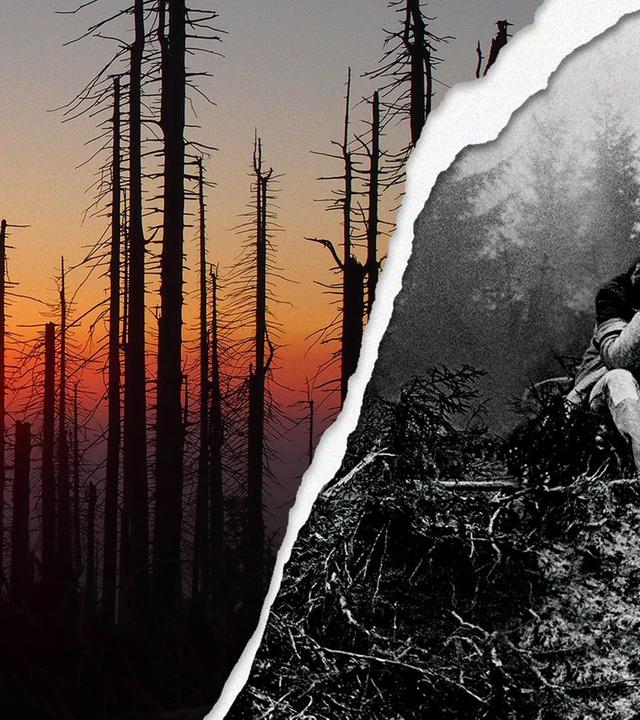 Wann stirbt der deutsche Wald?