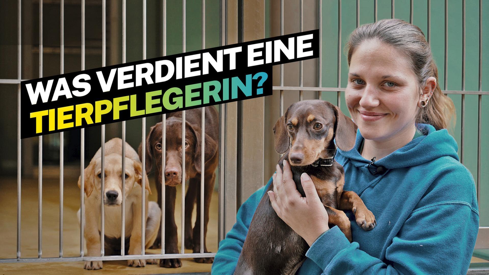 Was verdient eine Tierpflegerin?