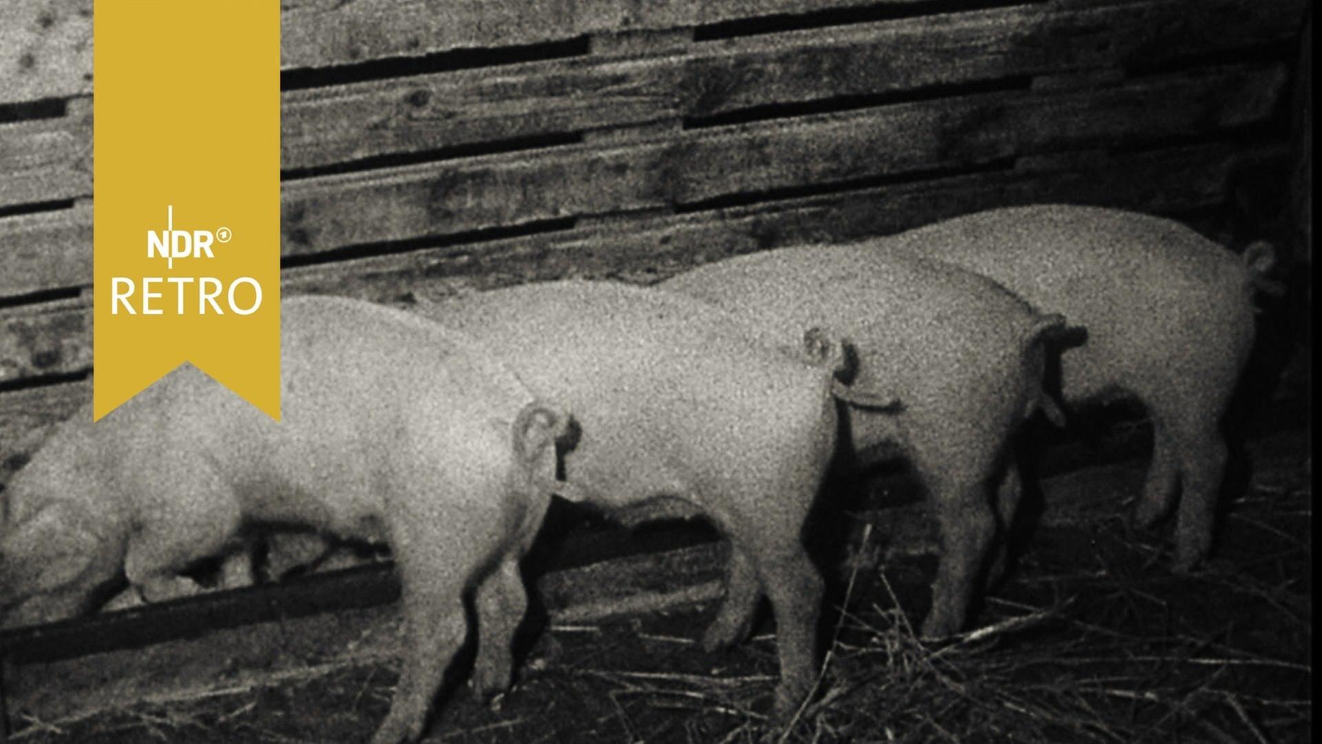 Wege übers Land - Werden die Koteletts billiger? (stumm)