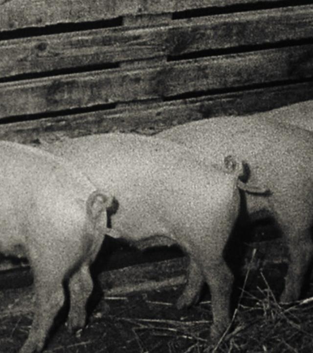 Wege übers Land - Werden die Koteletts billiger? (stumm)