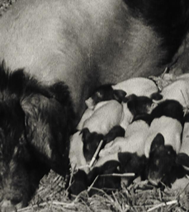 Wege zum Nachbarn: Das Land Angeln