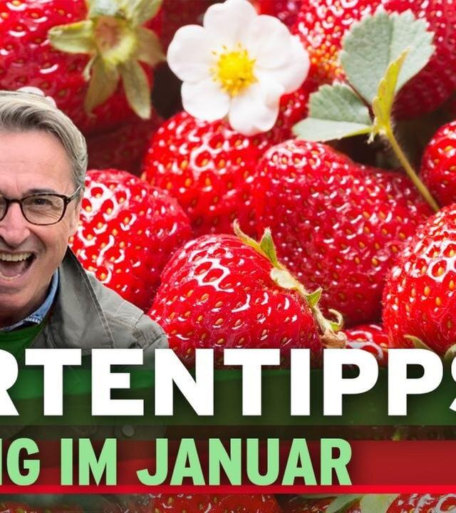 Weide schneiden, Totholzhecke bauen, Erdbeeren düngen