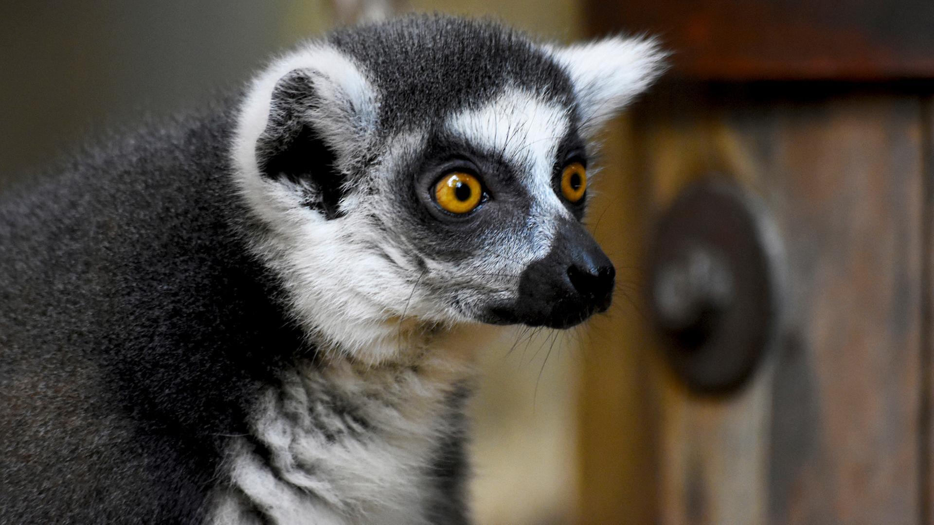 "Weight Watchers" in Kattahausen