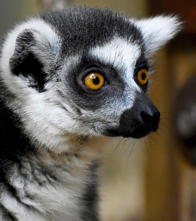 "Weight Watchers" in Kattahausen