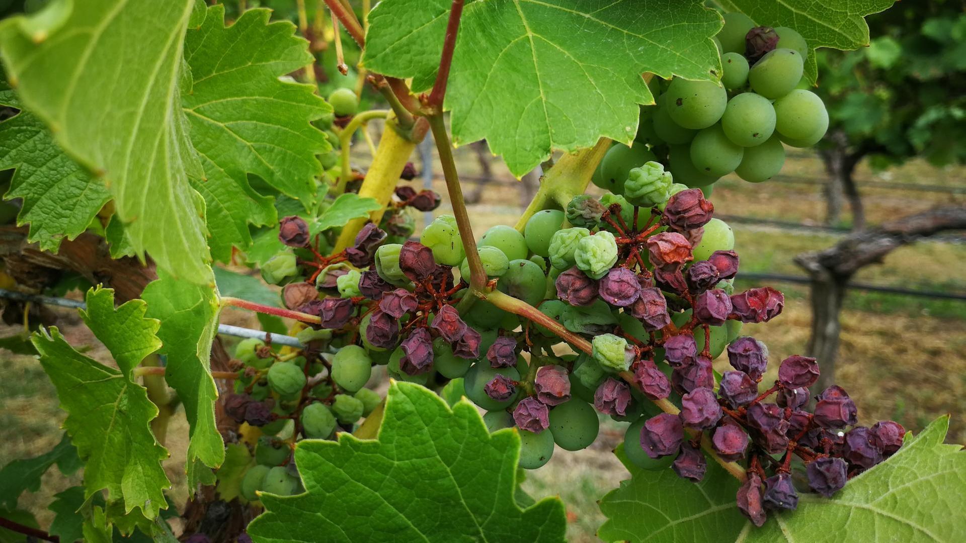 Wein: Die Rebe und der Klimawandel