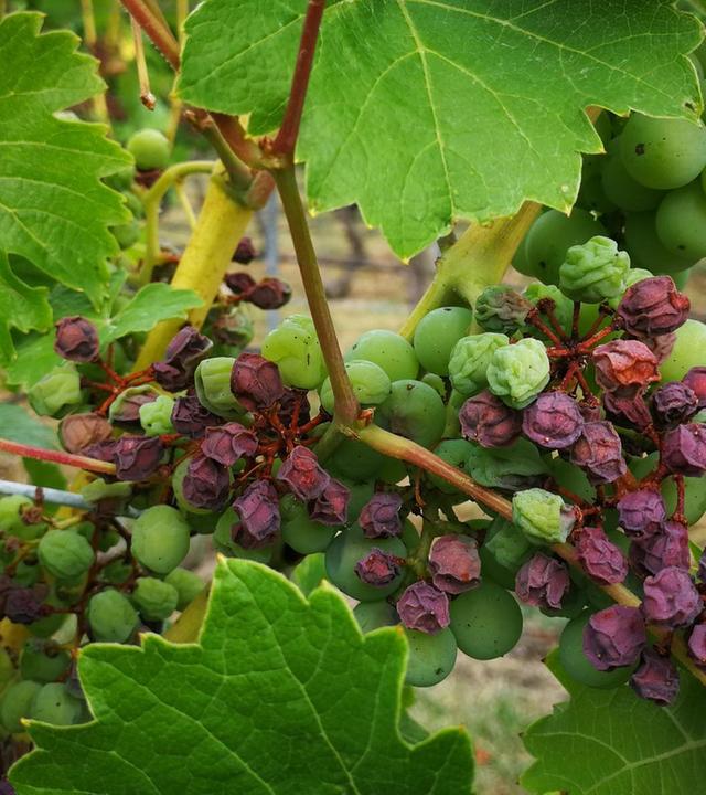 Wein: Die Rebe und der Klimawandel