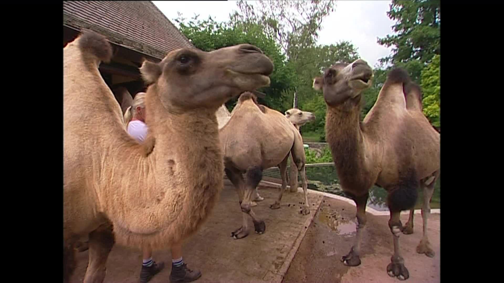 Wellness für Kamele