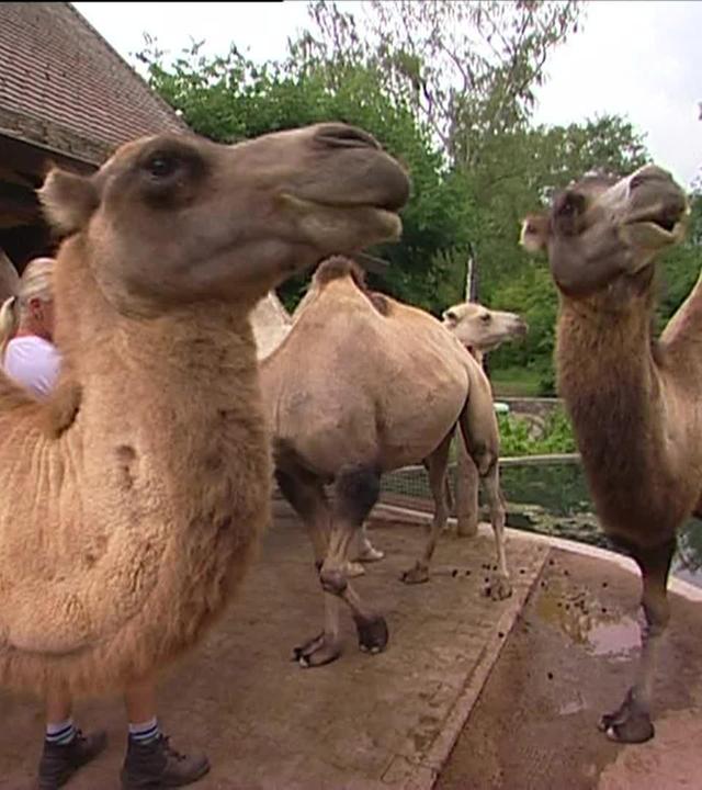 Wellness für Kamele
