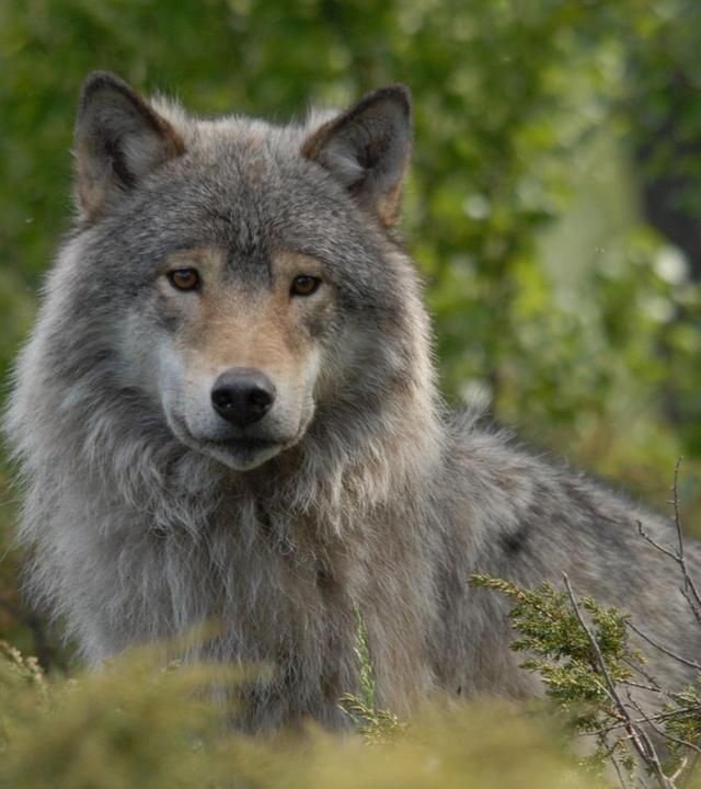 Welt der Tiere · Der Wolfsmann