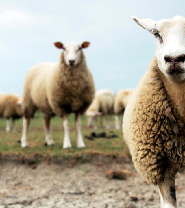 Wetter extrem - Zwischen Sturmflut und Dürre (1/3)