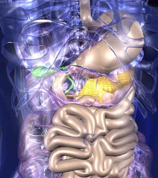 Wie funktioniert die Verdauung beim Menschen? · Frage trifft Antwort