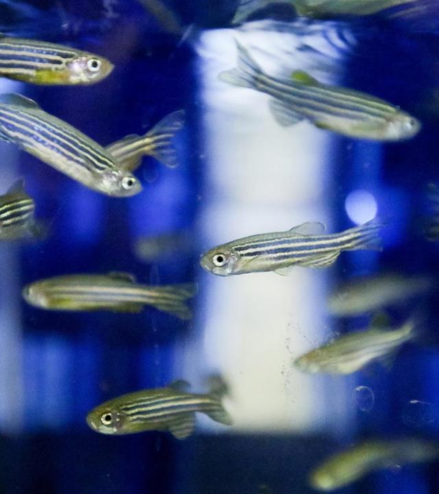 Wie viel Fisch steckt im Menschen und was hat es mit dem Eisentod der Zellen auf sich?