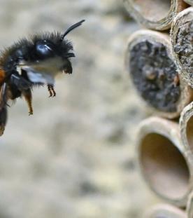 Wildbienen, Hummeln und andere Insekten: Was tun Sie für ihre Rettung?