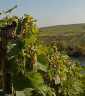 Wildes Bayern · Der Main von Würzburg bis Frankfurt