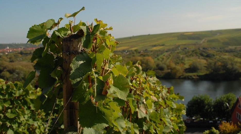 Wildes Bayern · Der Main von Würzburg bis Frankfurt