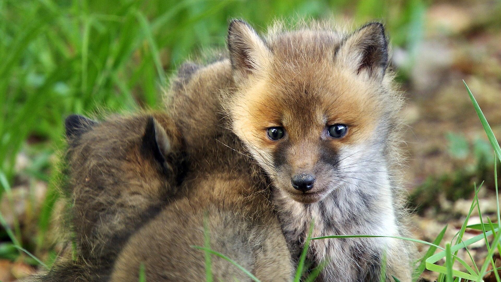 Wildes Deutschland - die Schwäbische Alb