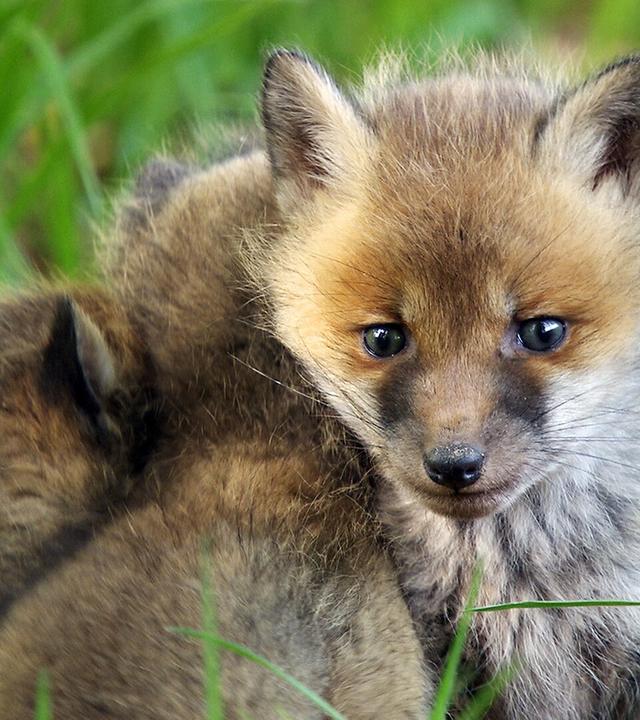 Wildes Deutschland - die Schwäbische Alb