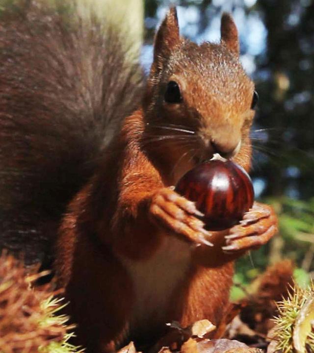 Wildes Deutschland – Der Pfälzerwald