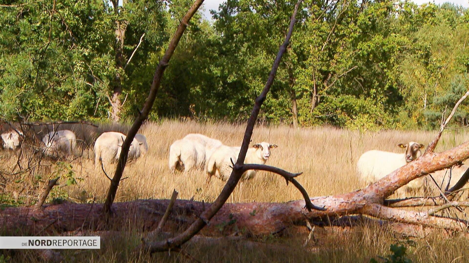 Wildes Leben auf kargen Flächen