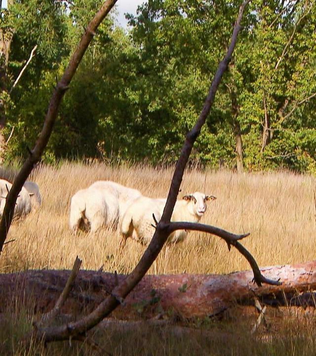 Wildes Leben auf kargen Flächen