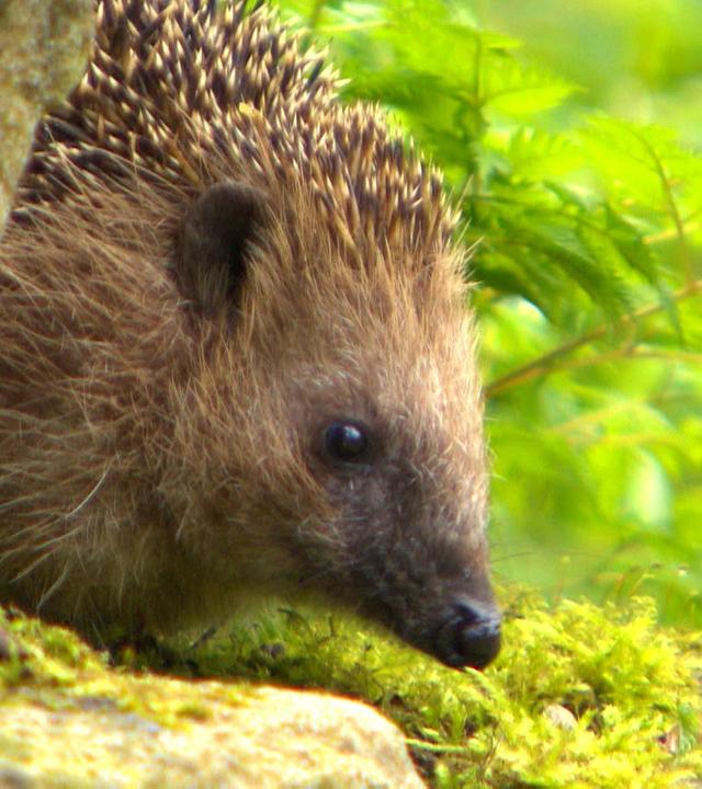 Willkommen in der Nachbarschaft - Wilde Tiere in der Stadt