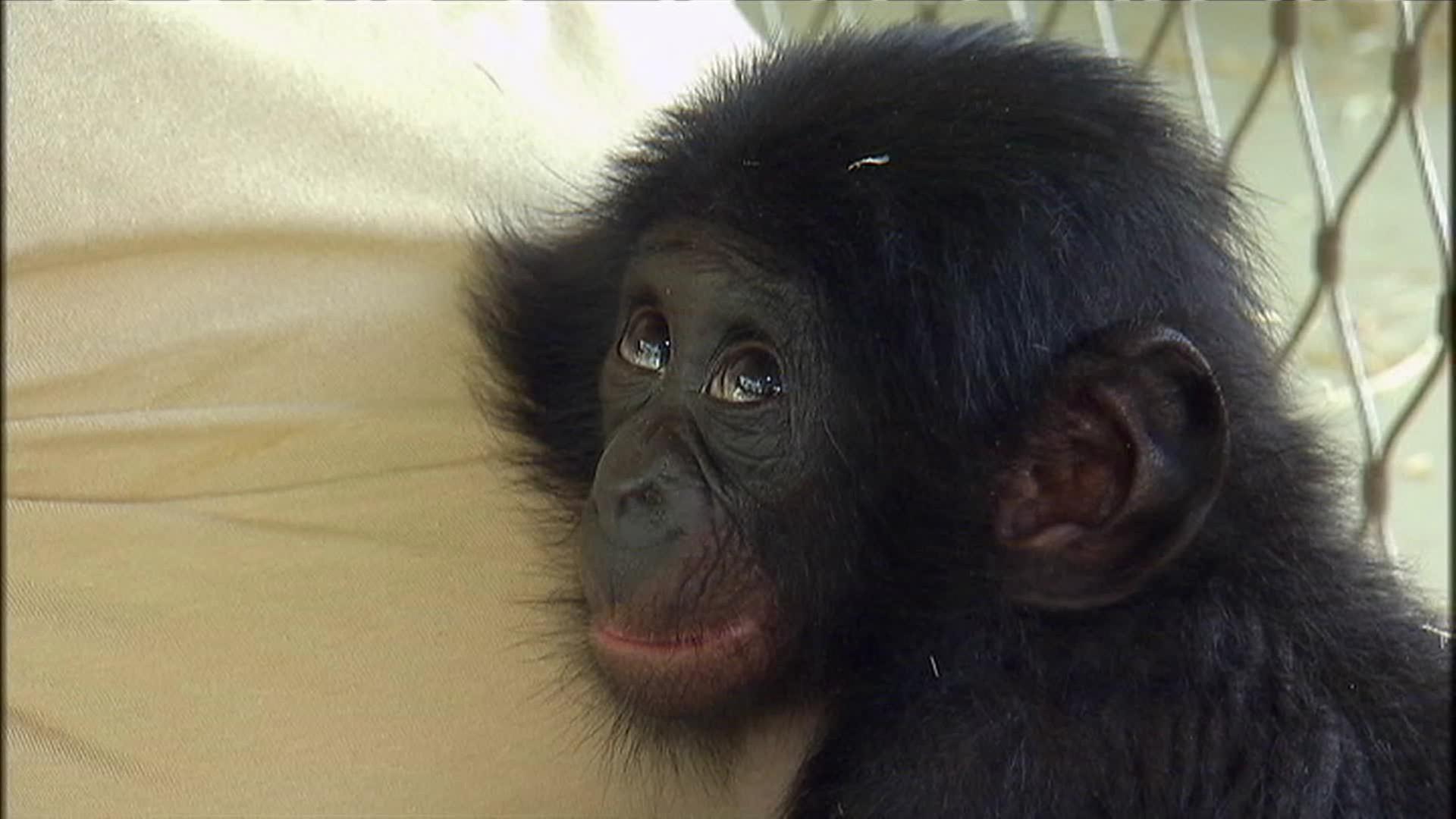 Windelwechsel beim Bonobo-Baby