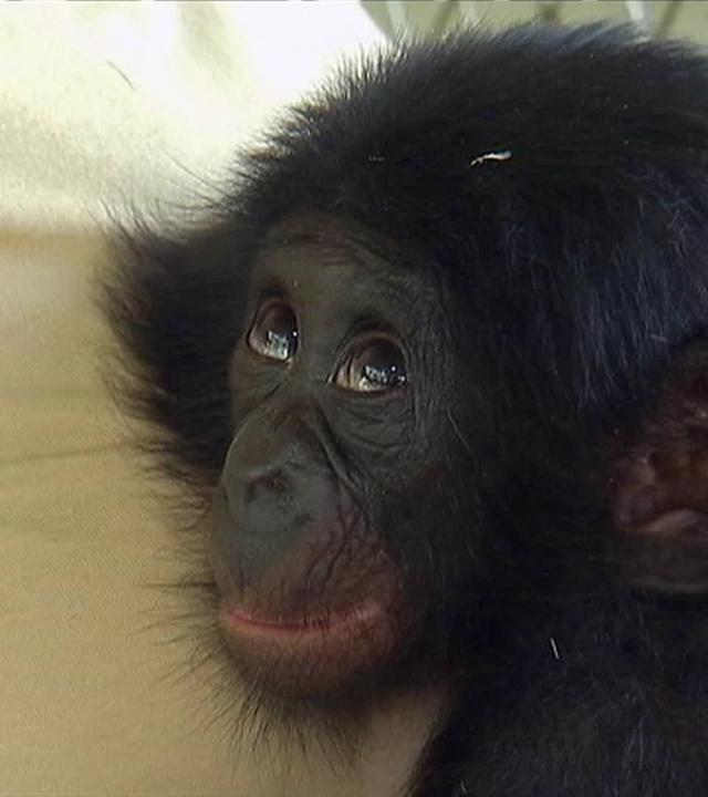 Windelwechsel beim Bonobo-Baby