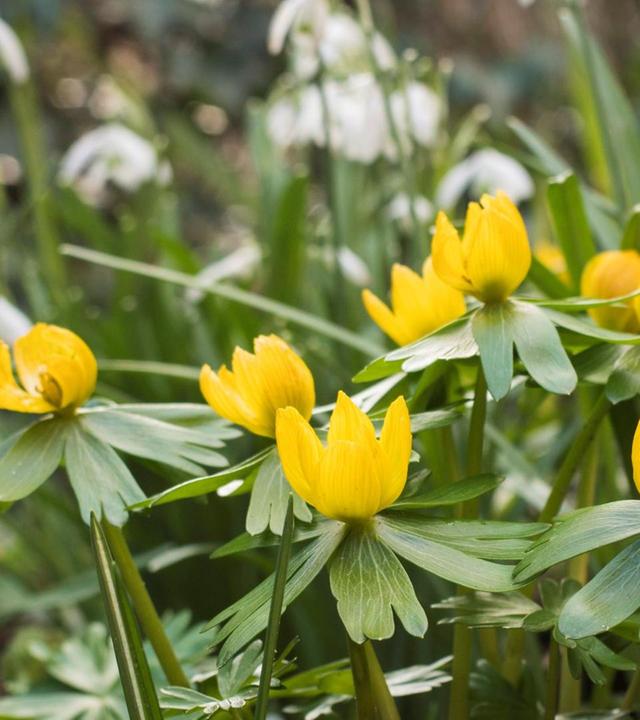 Winterlinge und Schneeglöckchen, nachhaltige Floristik, Kübelpflanzenschädlinge bekämpfen