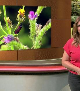 Wir im Saarland - Saar nur! (06.09.2024)